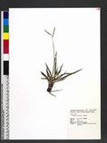 Paspalum scrobiculatum L. n