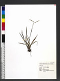 Paspalum scrobiculatum L. n