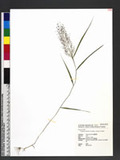 Eragrostis tenella (L.) P. Beauv. ex Roem. & Schult.