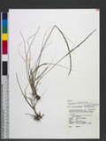 Sporobolus indicus (L.) R. Br var. major (Buse) Baaijens 