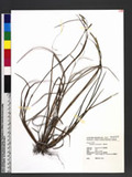Paspalum scrobiculatum L. n