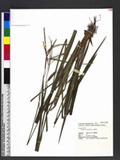 Paspalum scrobiculatum L. n