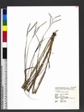 Paspalum scrobiculatum L. n