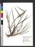 Echinochloa crus-galli (L.) P. Beauv. 