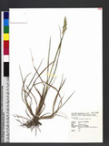Echinochloa crus-galli (L.) P. Beauv. 