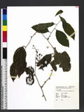 Heterosmilax seisuiensis (Hayata) F. T. Wang & T. Tang Ogd