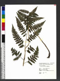 Dryopteris polita Rosenst. OF