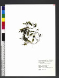 Hymenophyllum simonsianum Hook. e