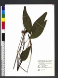 Cheiropleuria integrifolia (D. C. Eaton ex Hook.) M. Kato, Y. Yatabe, Sahashi & N. Murak. P