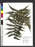 Dryopteris wallichiana (Sprengel) Alston & Bonner ˤ