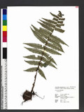 Dryopteris sp.