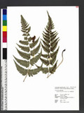 Dryopteris fructuosa (H. Christ) C. Chr. `s