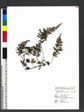 Hymenophyllum taiwanianum (Tagawa) C. V. Morton OWF