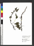 Davallia chrysanthemifolia Hayata sۿ
