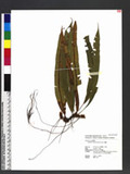 Oleandra wallichii (Hook.) C. Presl s