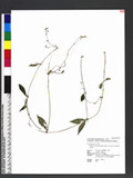 Stellaria monosperma Buch.-Ham. ex D. Don var. japonica Maxim.