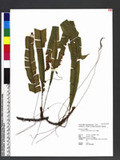Oleandra wallichii (Hook.) C. Presl s