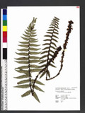 Polystichum prionolepis Hayata տ