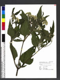 Austroeupatorium inulifolium (Kunth) R. M. King & H. Rob. A