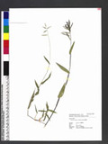 Brachiaria reptans (L.) C. A. Gardner & C. E. Hubb. վ