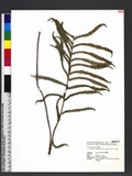 Cyclosorus acuminatus (Houtt.) Nakai ex H. Ito 