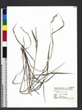 Echinochloa colona (L.) Link ~^
