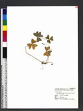 Oxalis acetocella L. subsp. taemoni (Yamamoto) Huang & Huang jQys`