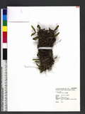 Eria japonica Maxim. s]