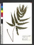 Pteris biaurita L. ߻