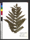 Pteris linearis Poir. T߻