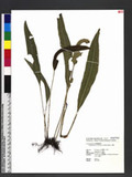 Elaphoglossum yoshinagae (Yatabe) Makino ޿