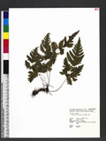 Tectaria devexa (Kunze ex Mett.) Copel. Te