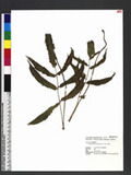 Anisocampium cumingianum C. Presl w
