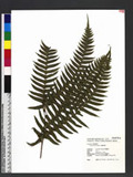 Pteris excelsa Guad. ˻