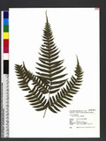 Pteris excelsa Guad. ˻