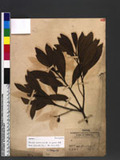 Elaeocarpus sylvestris (Lour.) Poir. ^