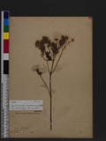 Eupatorium cannabinum L. subsp. asiaticum Kitam. OWA