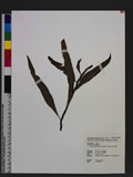 Microsorium brachylepis (Barker) Nakaike iP