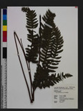 Pteris tokioi Masamune a