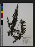 Pteris tokioi Masamune a