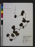 Stephania cephalantha Hayata jٻ