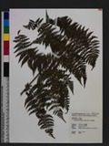 Dennstaedtia scandens (Blume) T. Moore `J