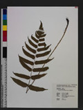 Dryopteris scottii (Bedd.) Ching v