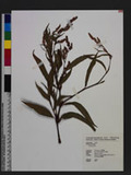 Polygonum sp.