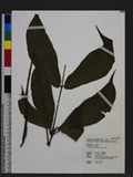 Tectaria polymorpha (Wall. ex Hook.) Copel. nTe