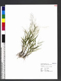 Eragrostis amabilis (L.) Wight & Arn. ex Nees V