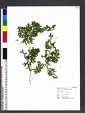 Selaginella uncinata (Desv. ex Poir.) Spring Ŧaf