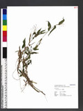 Panicum brevifolium L. u