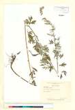 ئW:Artemisia vulgaris L.