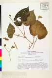 ئW:Begonia siamensis Gagnepain